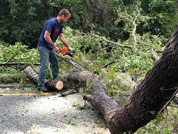 Best Hedge Trimming  in Spring Lake, MI