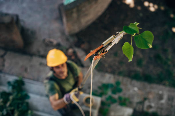 Best Arborist Consultation Services  in Spring Lake, MI