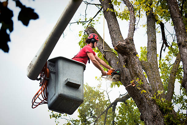 Best Seasonal Cleanup (Spring/Fall)  in Spring Lake, MI