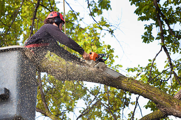 Best Lot and Land Clearing  in Spring Lake, MI